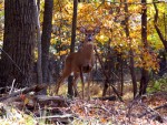 032712_deer