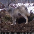 Wolves on deer hunting land