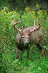 Alsheimer Deer & Deer Hunting