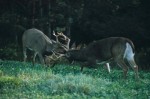 Alsheimer Deer & Deer Hunting