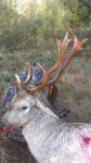 Chad Wolbach's fallow deer killed in west-central Alabama last Friday.
