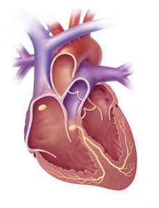 heart Keep your heart healthy and have a safe hunt