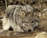 20120124_wolf