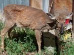 Pennsylvania officials are looking for a deer that escaped an enclosure where another deer died of CWD. (Photo: PSU)