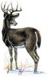 9_whitetail_lg