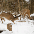 December can mean a 'second rut' in northern climates, which might include larger doe fawns. (Photo copyright Charles J. Alsheimer)