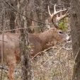 Buck Raking Dead Tree