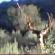 Buck with arrow