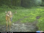 Buck at a mineral site