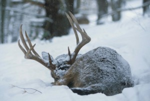 Copyright Charles Alsheimer Deer in Cold