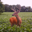 Covert Camera Buck in Soybeans