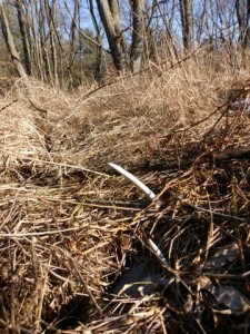 Whitetail deer shed frozen in the grass Shed hunting for antlers
