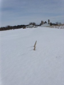 Whitetail deer antlers in the snow Shed hunting for whitetail antlers