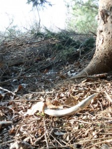 Shed 2 Deer antler shed 2