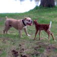 Deer Fawn and Bulldog