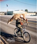 Deer on bike