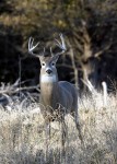 November Buck- Quivira NWR