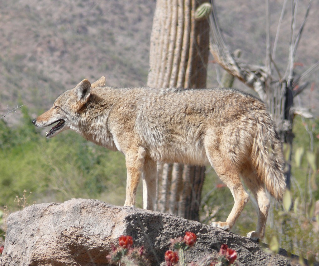 desert prey animals desert prey animals