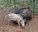 Feral hogs can wreak havoc in summer on food plots for wildlife and agricultural plots. Using game cameras to identify sounders and then trap them can help control populations. (Photo: ADCNR)