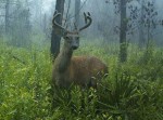 Florida Deer