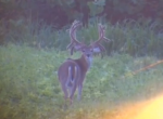 Freakishly Gigantic Buck