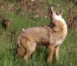 Howling-Coyote