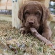Rouge, our new Chesapeake Bay Retriever.