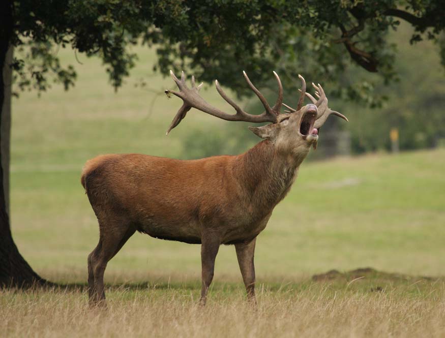 Deer O The Irish 