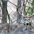 Kansas deer
