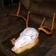 Linet Navarro European skull mount cake fondant antlers