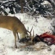 Locked Bucks