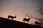 Whitetail deer are overpopulated at Manassas National Military Park in Virginia. (Photo: National Park Service)