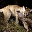 A mountain lion cub works on a deer in the Malibu Creek State Park in California, part of about 350 photos caught on a game camera. (Photo: NPS)