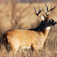 North Dakota buck