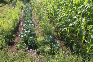 This is what the garden is looking like these days. When something is ready to harvest, like the broccoli, it all comes in at the same time.