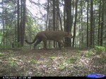 mountain lion trail camera