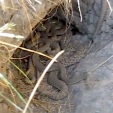 Rattlesnake den Montana