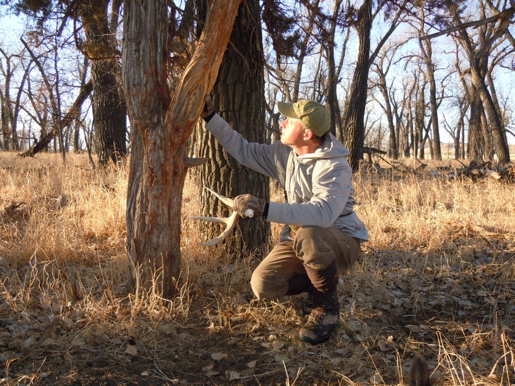 SHED Scouting for deer while hunting sheds 1