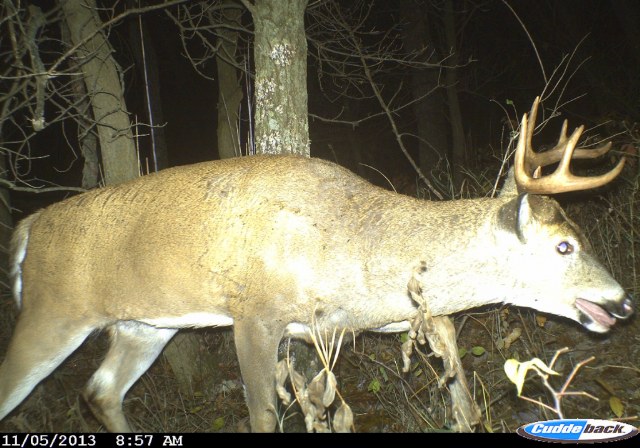 Under Wisconsin's new deer hunting rules, hunters will "earn" an extra buck tag if they shoot an antlerless deer first. This change would allow hunters to shoot a total of three bucks each year. (Dan Schmidt photo)