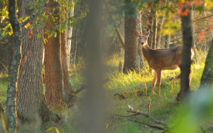 The author is in the beginning phases of learning how to hunt, because she wants to supplement her family's already organic approach to locally obtained food with wild venison. (photo copyright Amanda Reid/DDH)