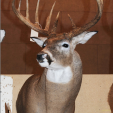 This is the buck, as displayed at the 2011 Illinois Deer Classic. The entry card read, "Archery - Marc Anthony, Goodfield, Schuyler County, 12-pointer, 2010, 187-4/8." Photo courtesy of Jeff Lampe, www.heartlandoutdoors.com. Lampe broke the story on the controversy last Saturday.