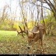 This buck in north-central Wisconsin was caught on camera checking a scrape doctored with Smokey's Preorbital Gland Lure.