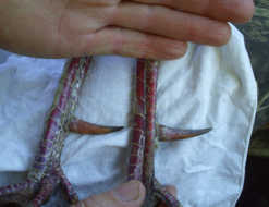 Spurs are a turkey's defense mechanism, and also are coveted by hunters. These of from a bird killed in Virginia by longtime hunter Danny Ayers.