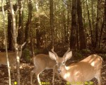 Trail Camera Photos From Northeast