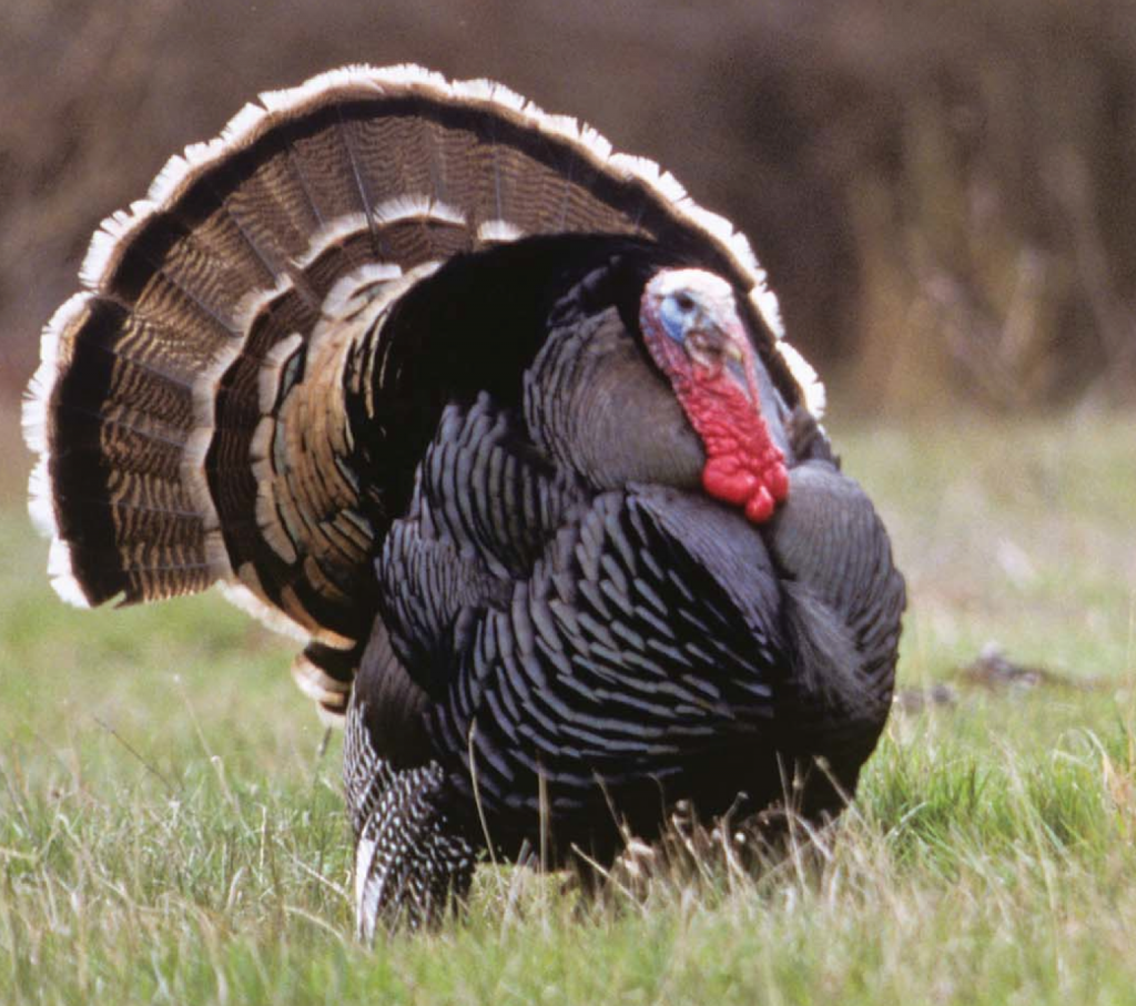 Turkey John Hafner