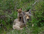 Utah Coyote