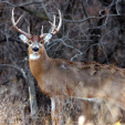 Whitetail Buck Deer (Photo by NPS)