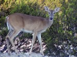 Sunday deer hunting still is prohibited in Virginia.