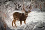 aUtahdeer