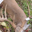 Buck that Marc Anthony said he killed in Illinois in 2010.